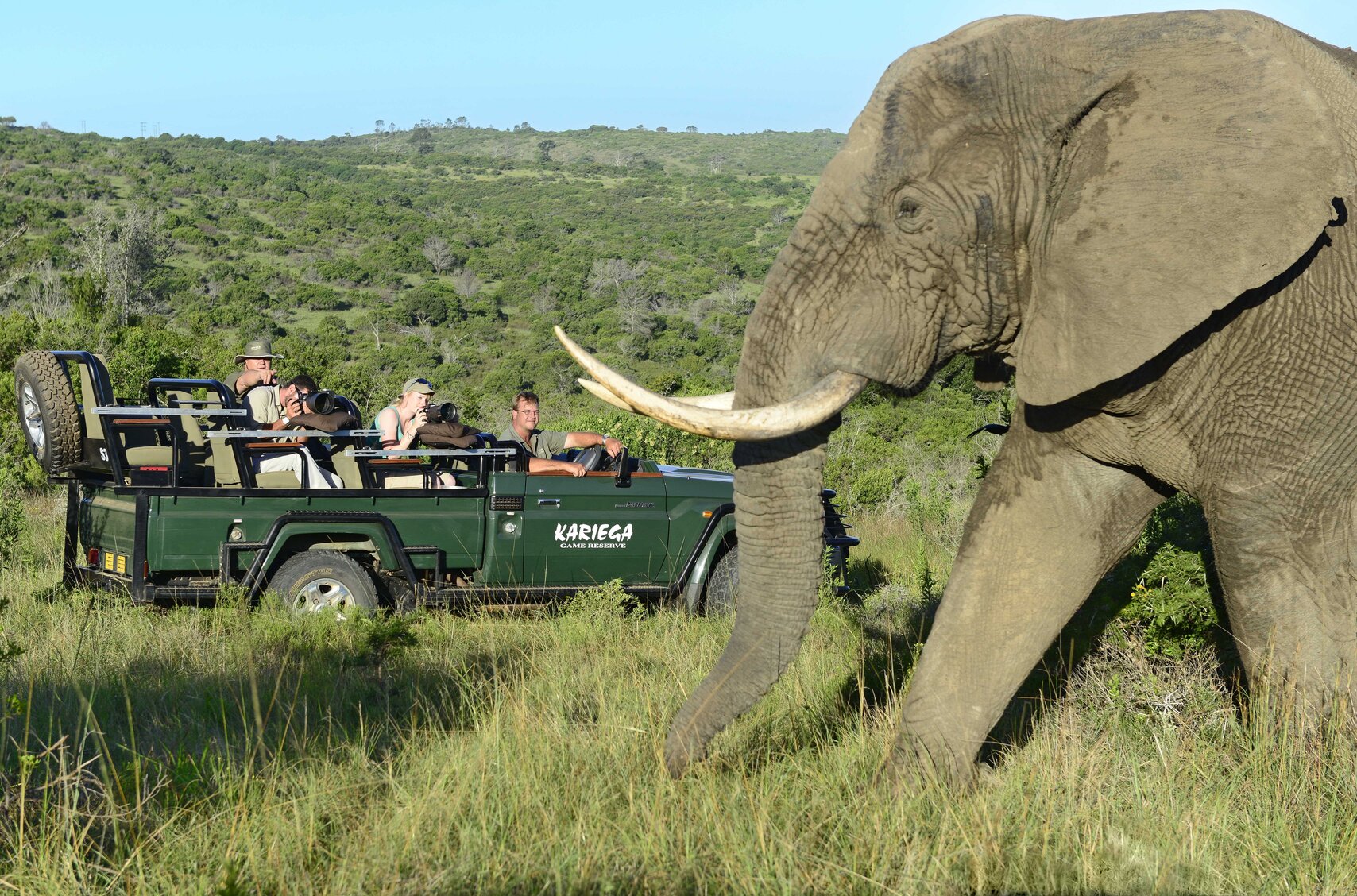 kariega elefant vid jeep