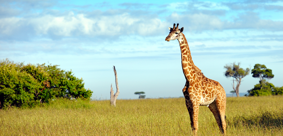 Giraff i Masai Mara, Kenya Giraff i Masai Mara Kenya