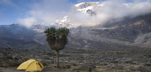 Ett ensamst tält på majestätiska Kilimanjaro Kilimanjaro tält