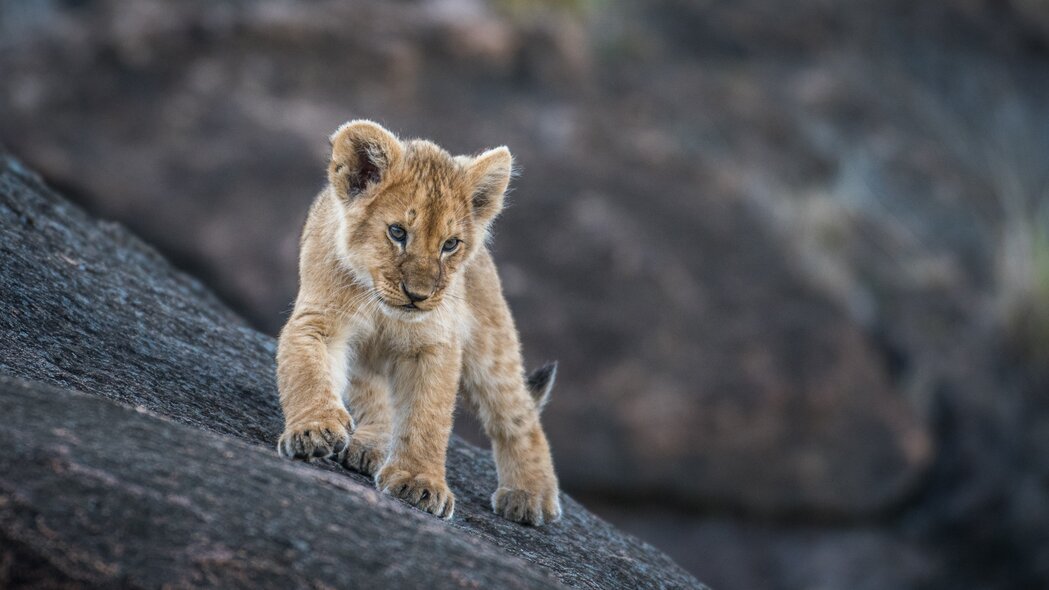 Lejonunge i serengeti