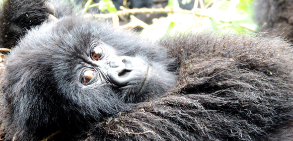 Bergsgorilla nrbild