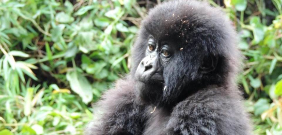 Ung bergsgorilla